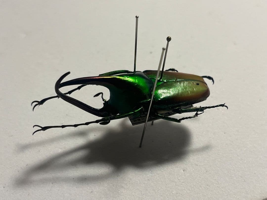 【43mm】カブトハナムグリ コガネムシ プラチナコガネ カナブン　昆虫標本