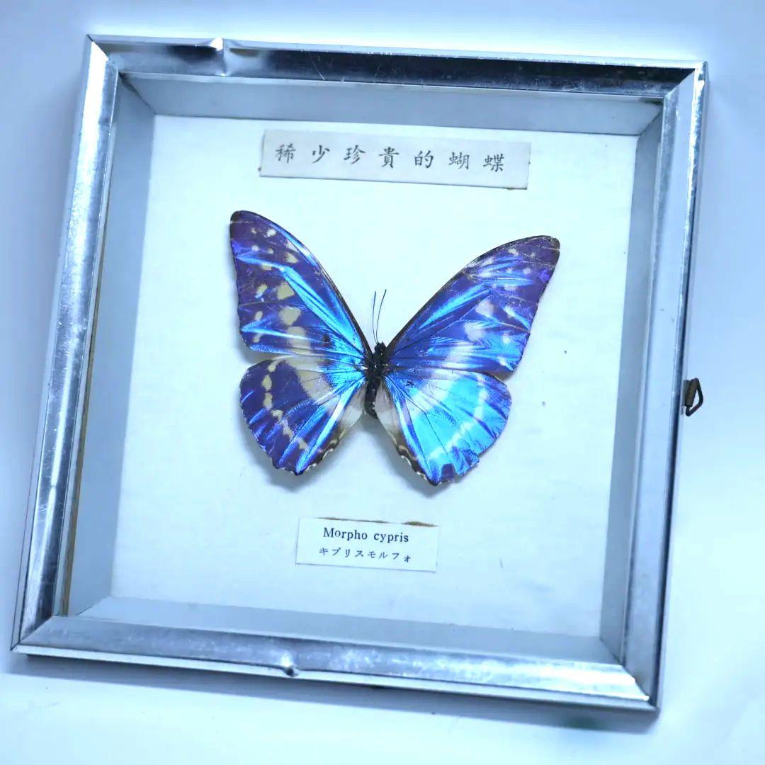 キプリスモルフォ　標本　額入り　稀少珍奇的胡蝶
