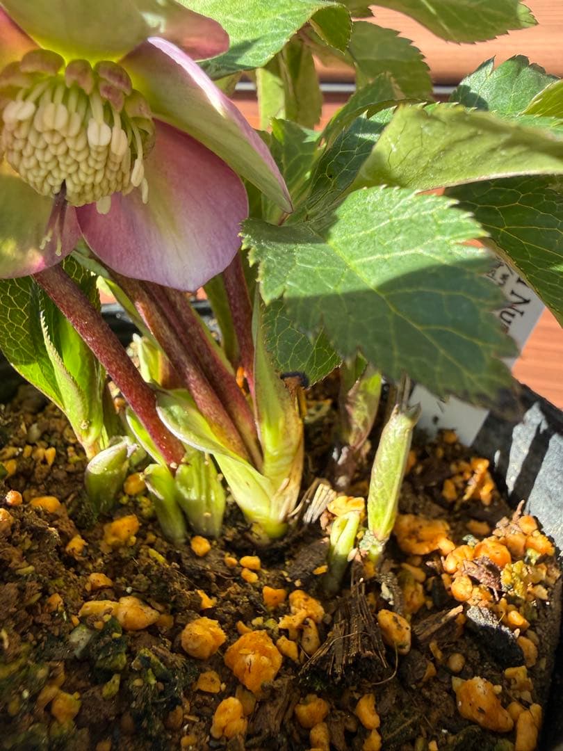 【未株分】大木ナーセリー プルプラ系hyb