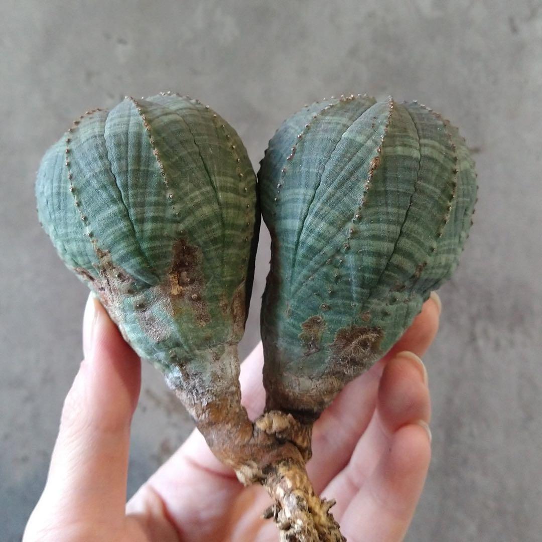 と*ぃ様 B17835★オークション★ユーフォルビア オベサ ダブルヘッド 美株