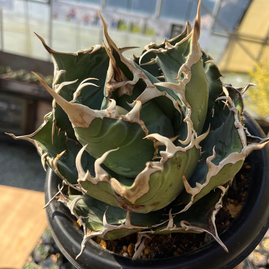 白鯨大株トップ長め5号鉢抜き苗発送