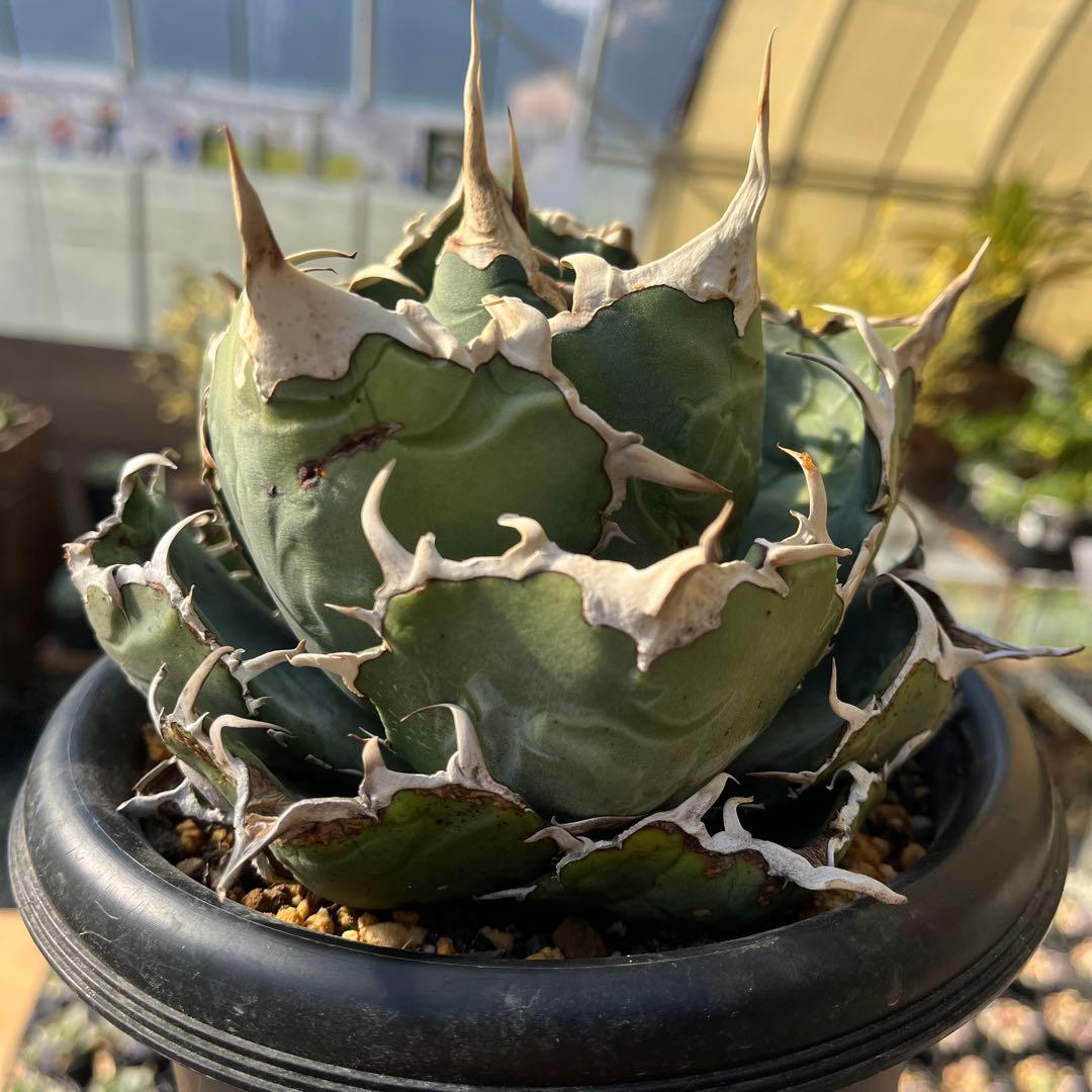 白鯨大株トップ長め5号鉢抜き苗発送