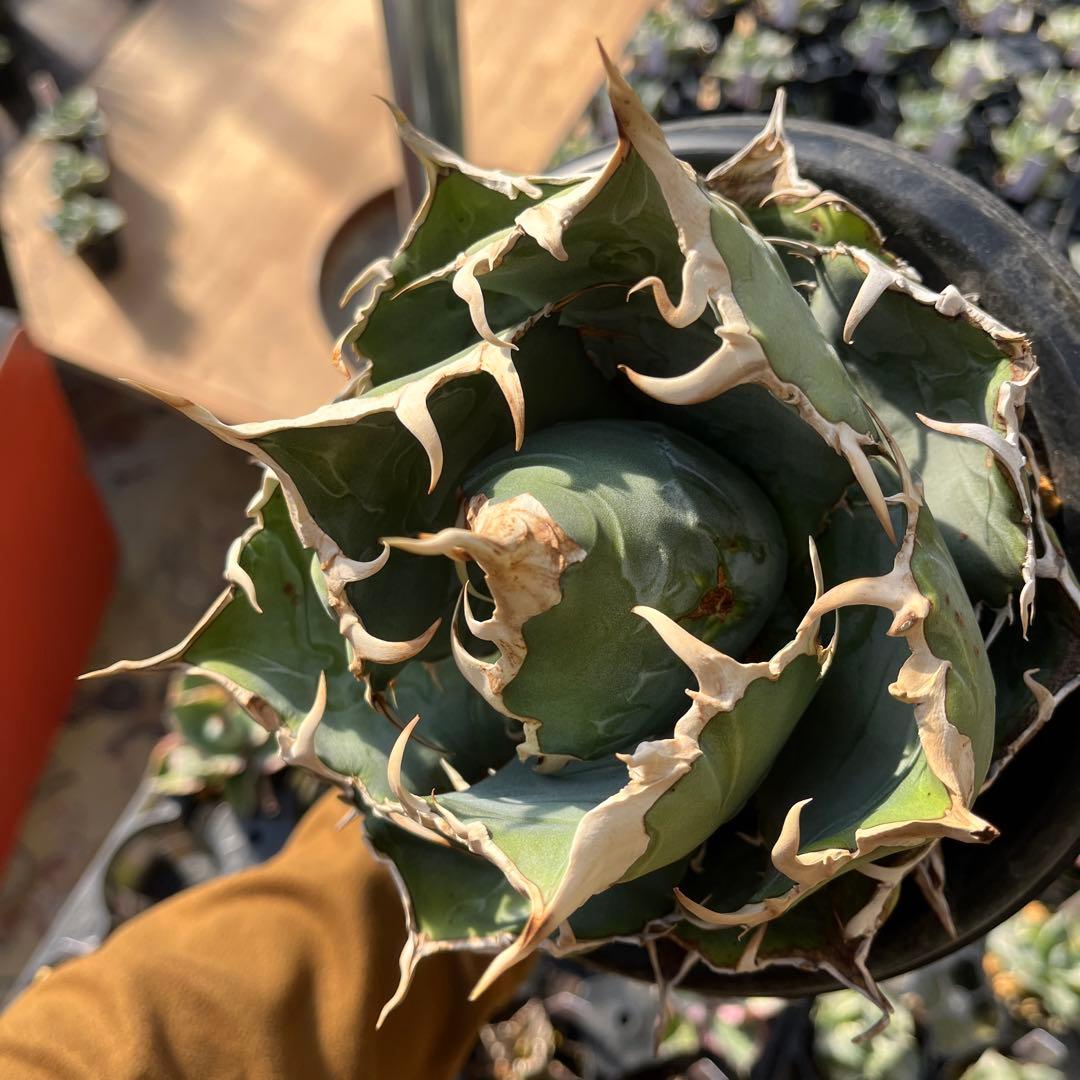 白鯨大株トップ長め5号鉢抜き苗発送