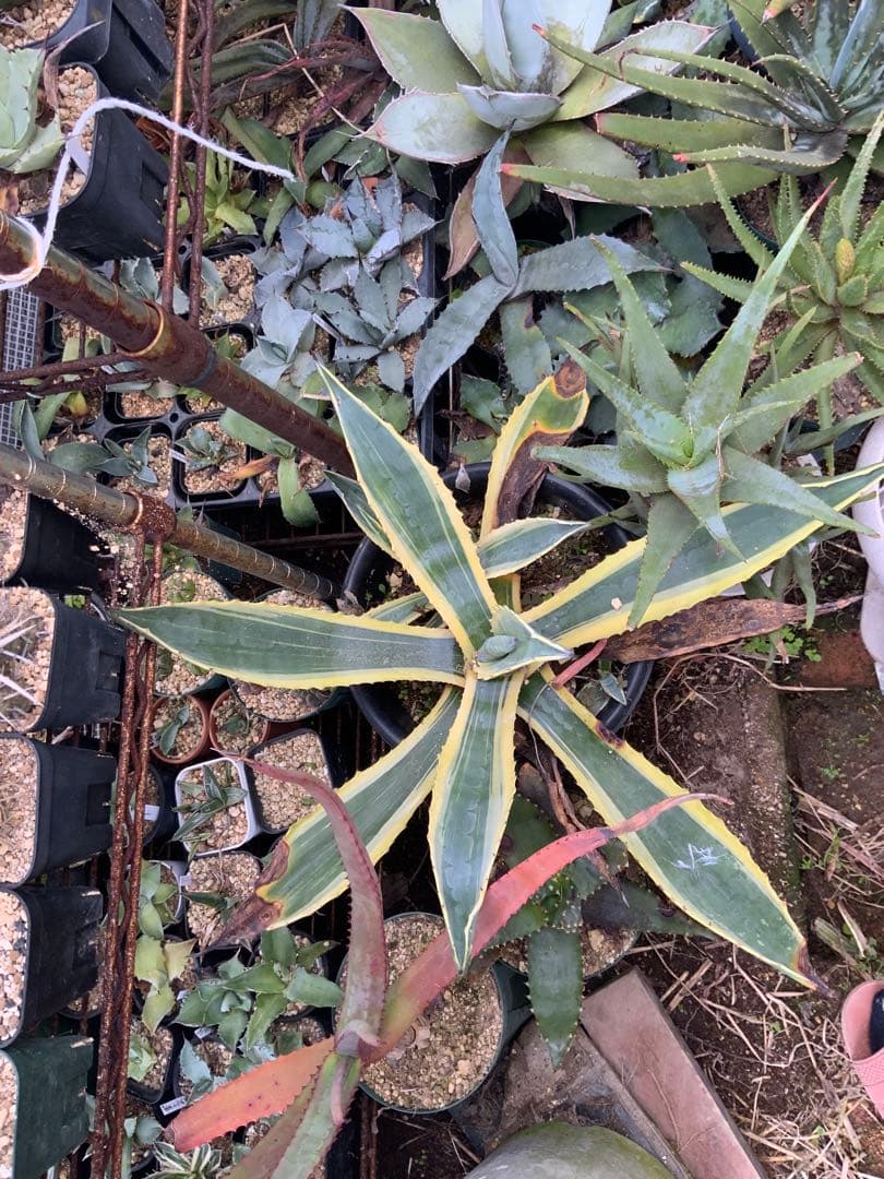 アガベ・アロエ・サボテンまとめ売り (多肉植物・サボテン)