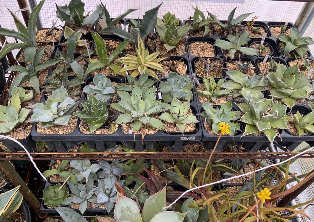 アガベ・アロエ・サボテンまとめ売り (多肉植物・サボテン)