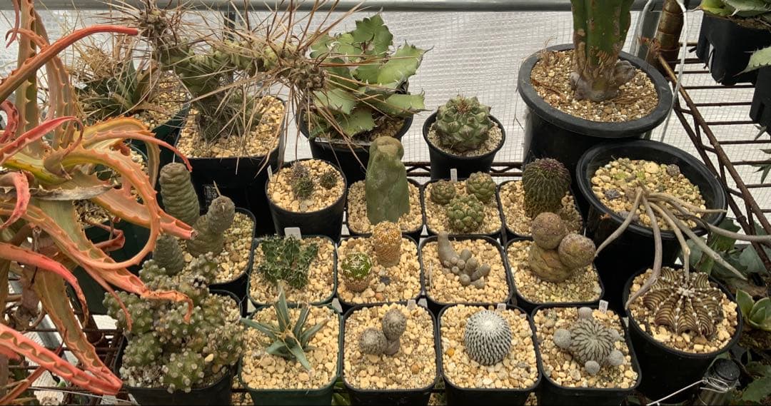 アガベ・アロエ・サボテンまとめ売り (多肉植物・サボテン)