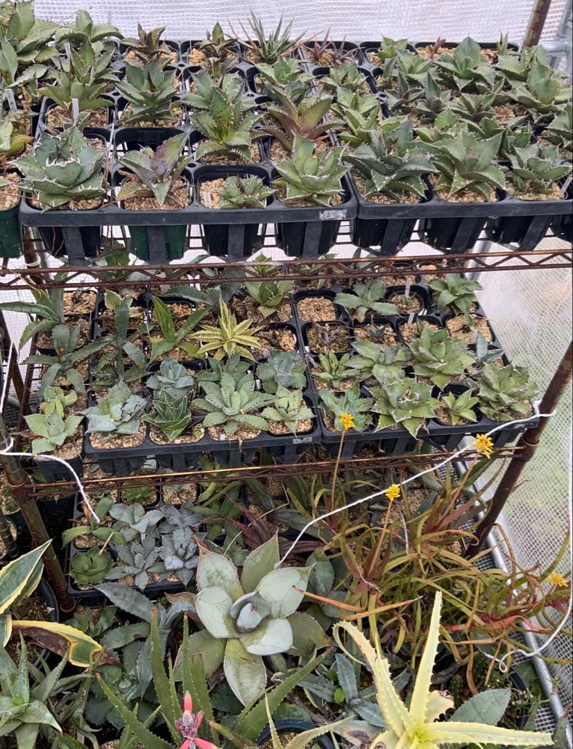 アガベ・アロエ・サボテンまとめ売り (多肉植物・サボテン)