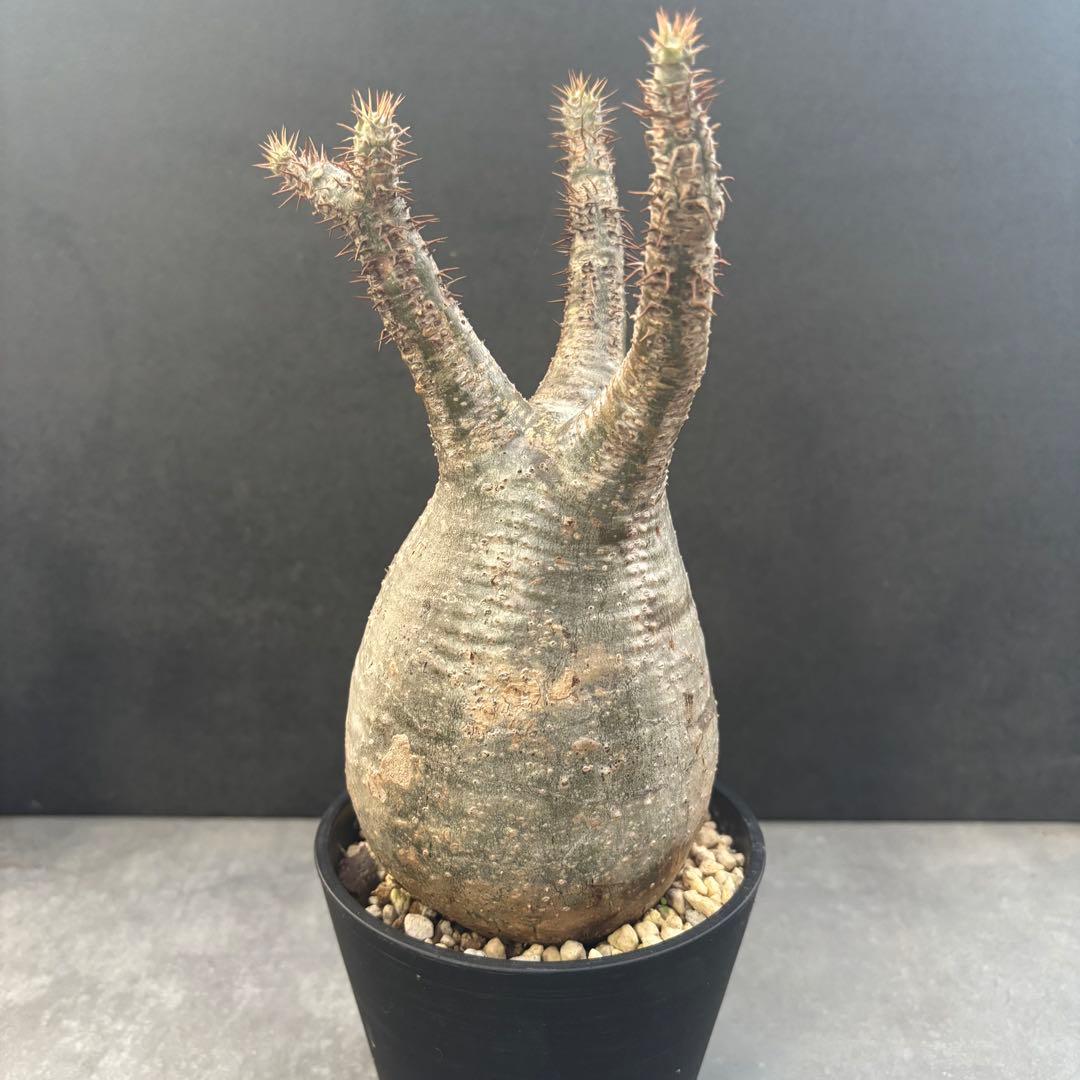 発根済 パキポディウム グラキリス 現地球 良型 塊根植物 コーデックス　NO4