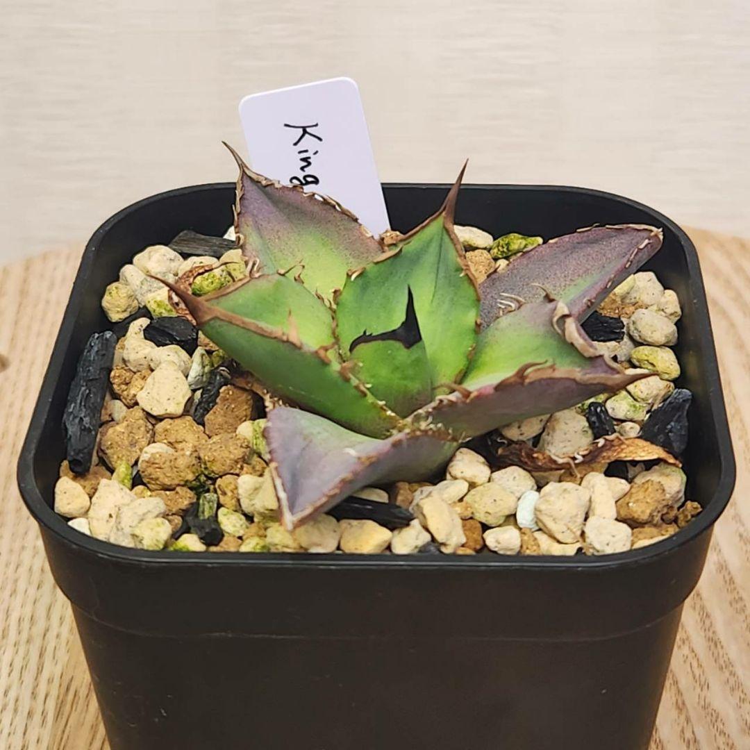 キングアーサー 毒刺産 子株 KING ARTHUR アガベ チタノタ