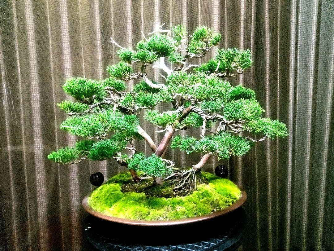 【樹齢30年株立 真柏盆栽】　　　　　　　　　　☆飽きの来ない自信の美品