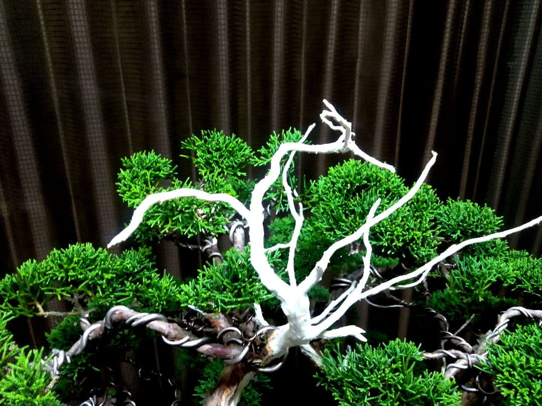 【樹齢30年株立 真柏盆栽】　　　　　　　　　　☆飽きの来ない自信の美品