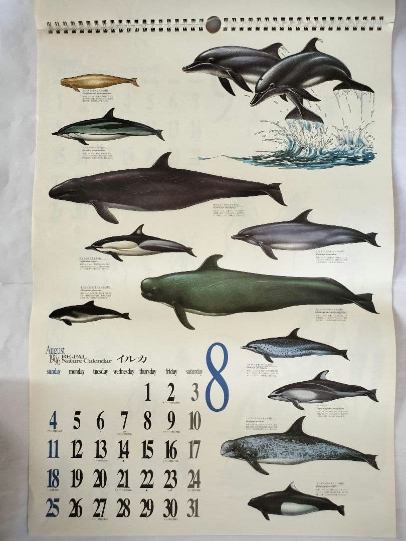 BE-PAL ビーパル カレンダー 新品未使用 1996年　ヴィンテージ