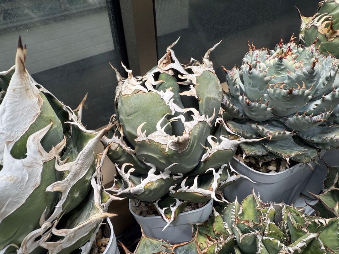 -Collection-イタリアオテロイ 検)ディアボロ悪魔君 スーパーチタノタ