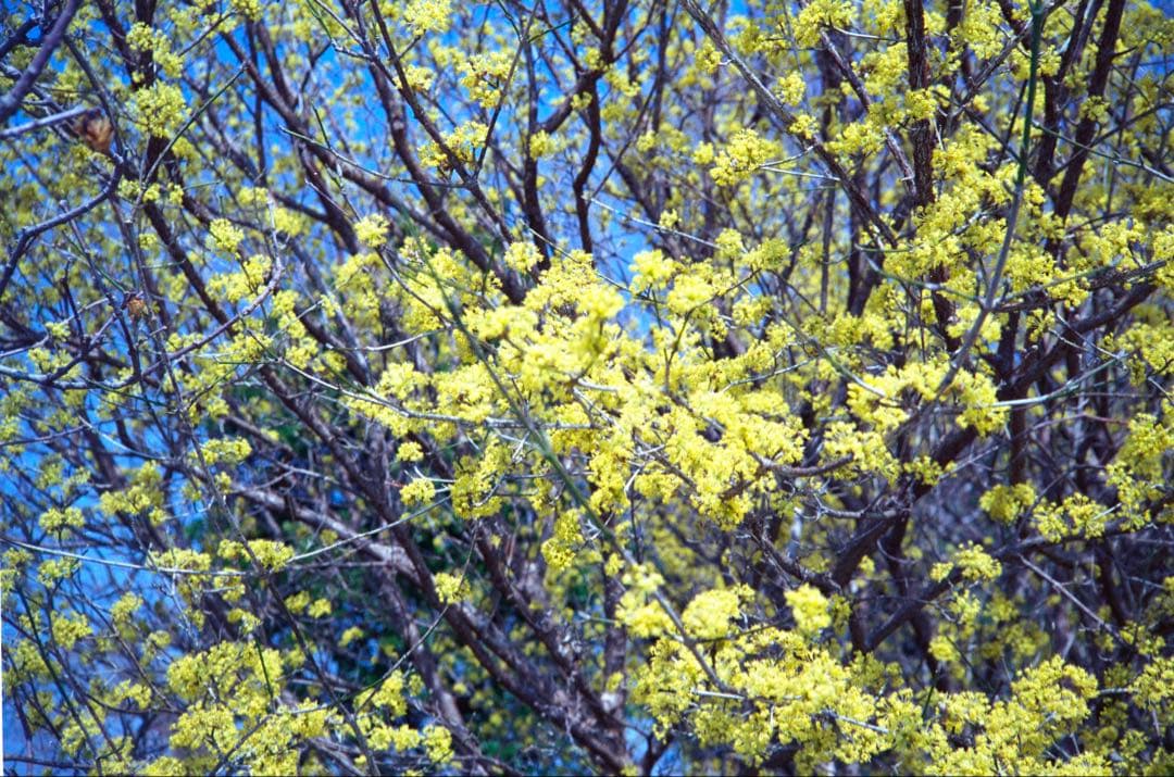 OLYMPUS 35 RC 整備品、 テスト撮影済み　342990