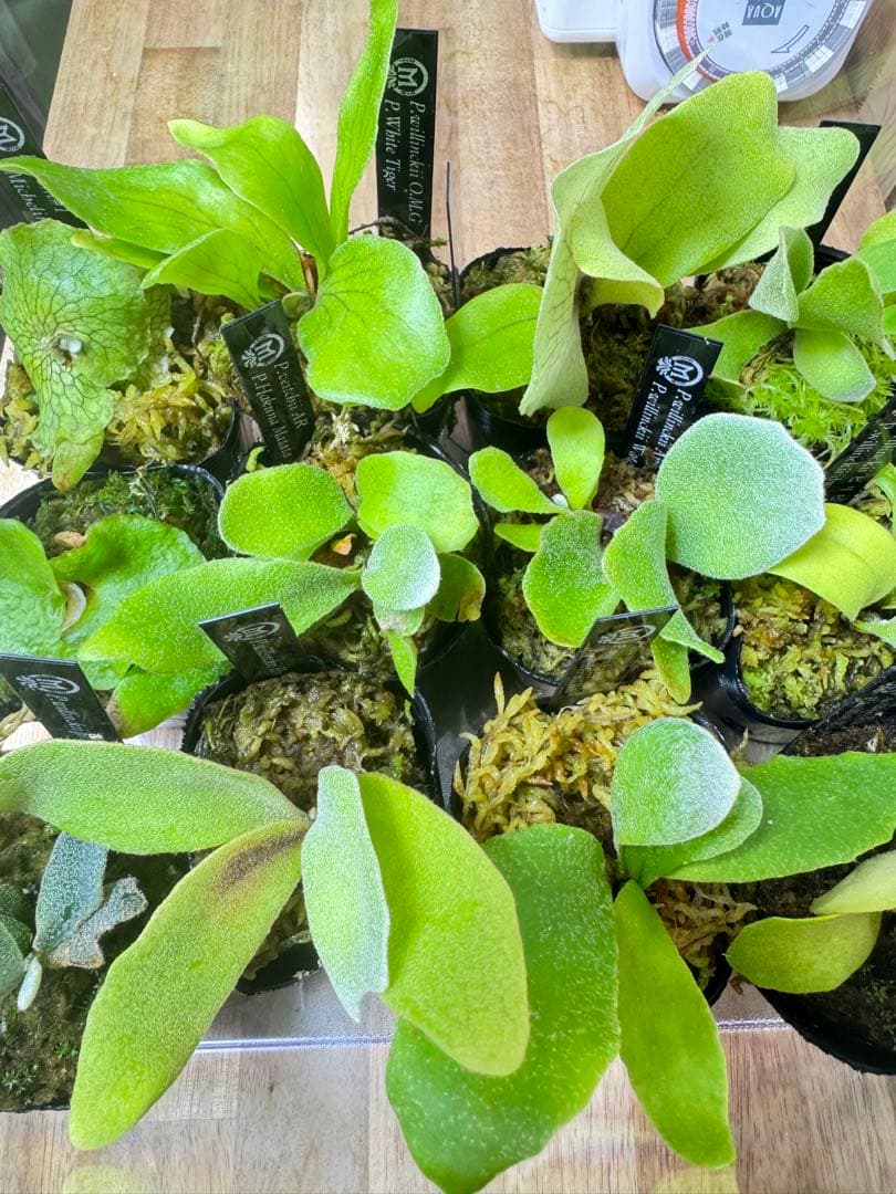 ビカクシダ　15種　②