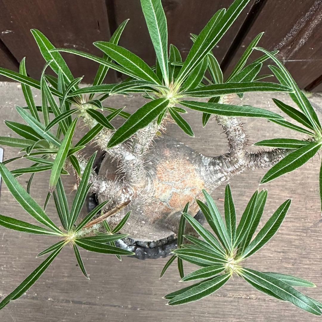 パキポディウム・グラキリス　現地球　良型 陶器鉢