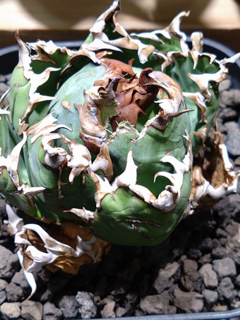 超コンパクト‼️オアハカ・オテロイ現地株