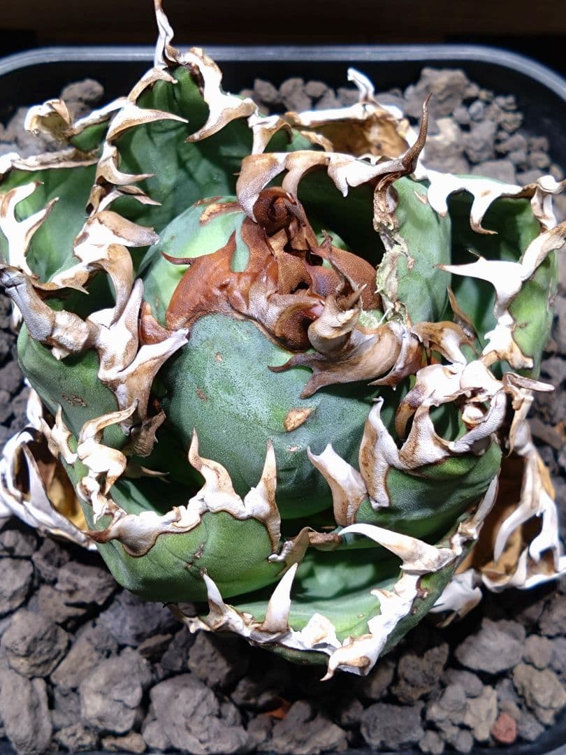 超コンパクト‼️オアハカ・オテロイ現地株