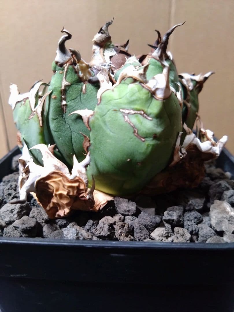 超コンパクト‼️オアハカ・オテロイ現地株