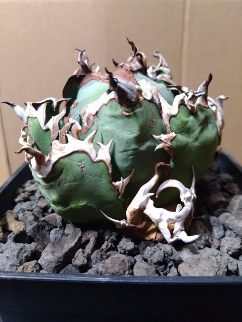 超コンパクト‼️オアハカ・オテロイ現地株