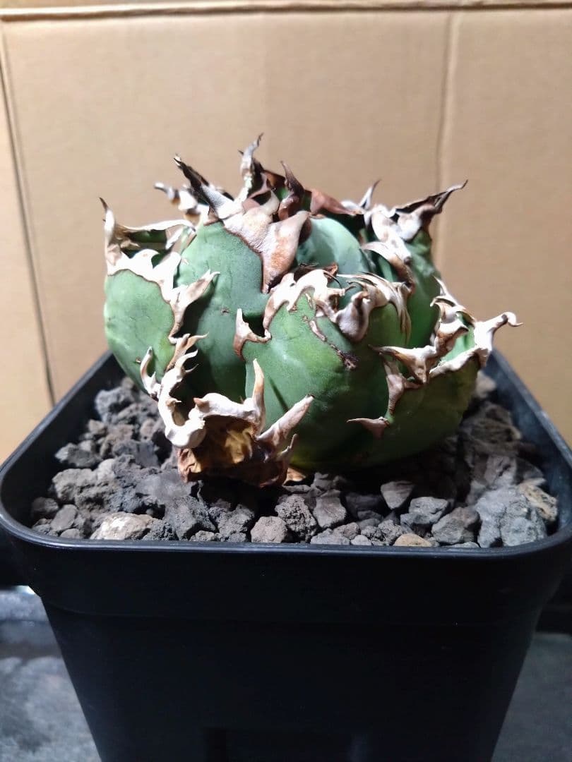 超コンパクト‼️オアハカ・オテロイ現地株