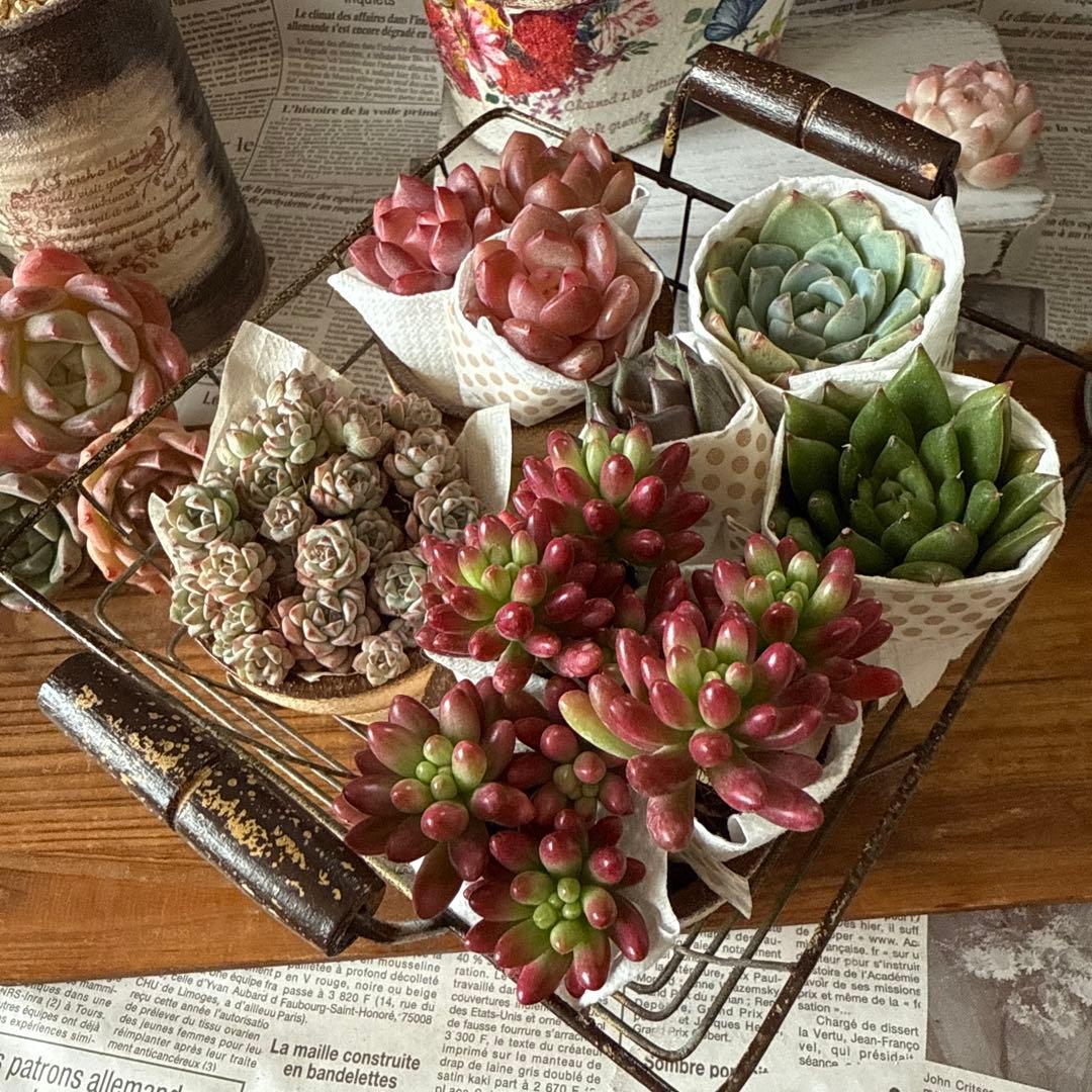 ★アンティークアイアンバスケットset★リメイク鉢多肉植物苗花ちまちま多肉弁当