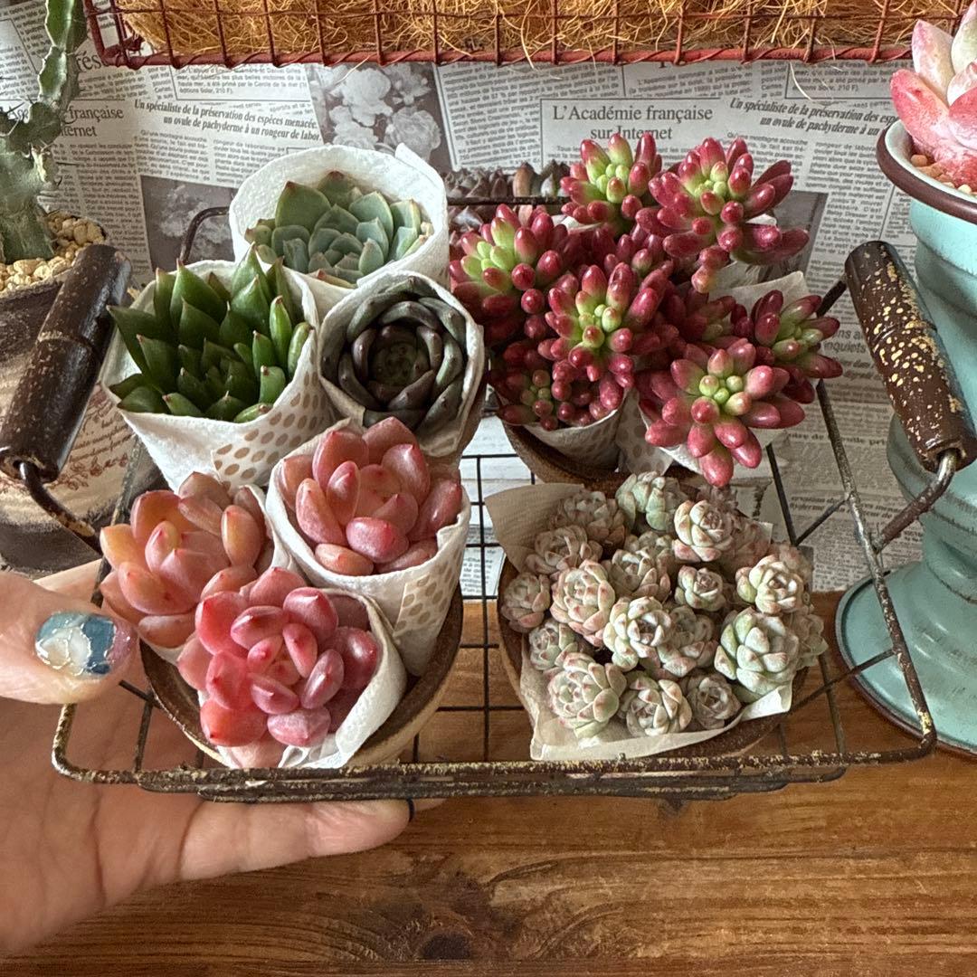 ★アンティークアイアンバスケットset★リメイク鉢多肉植物苗花ちまちま多肉弁当