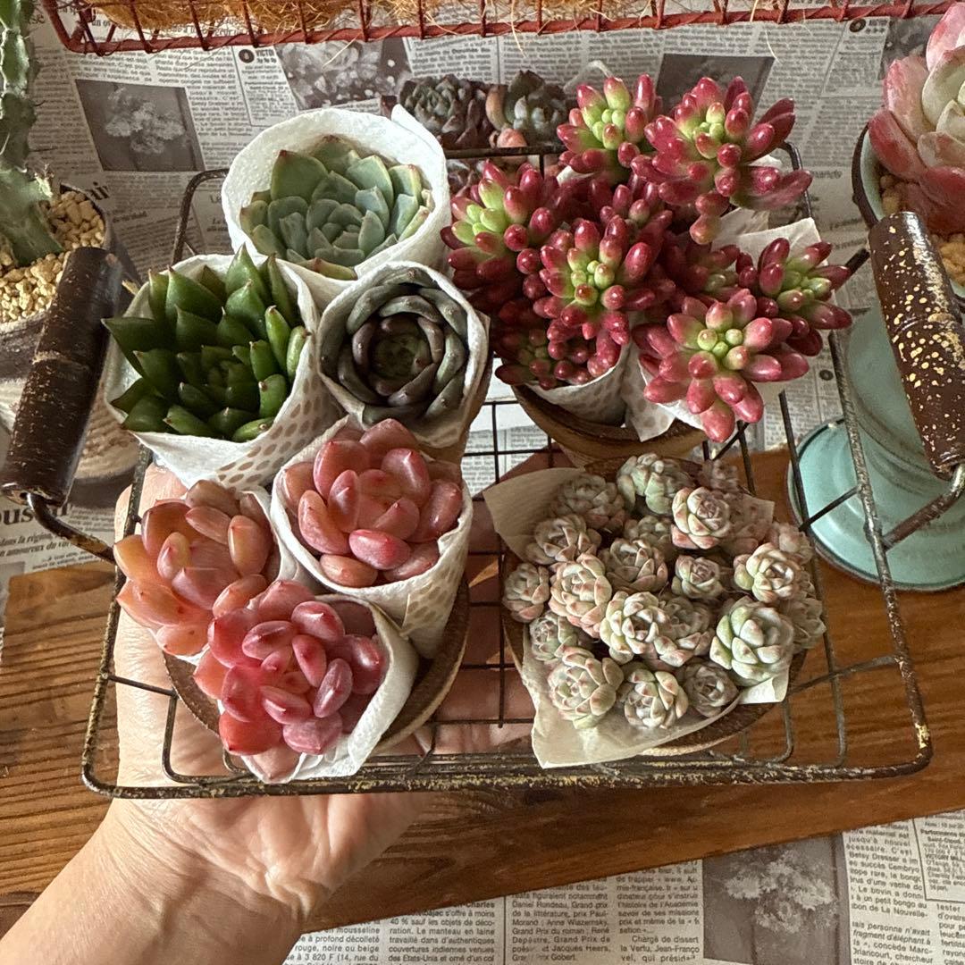 ★アンティークアイアンバスケットset★リメイク鉢多肉植物苗花ちまちま多肉弁当