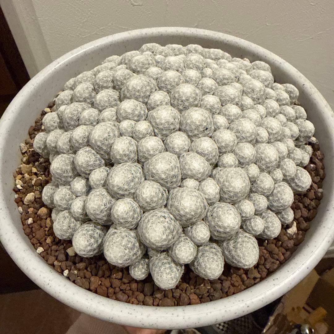 サボテン　姫春星　マミラリア　群生　30年もの