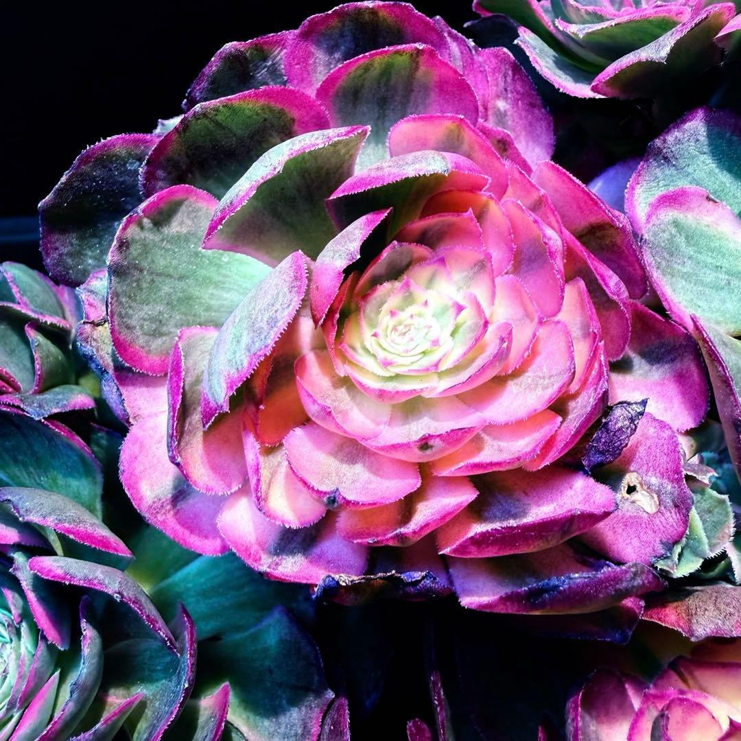 新入荷　超レア新品種　バイオレットシンフォニー(変異芽あり) (超大品)