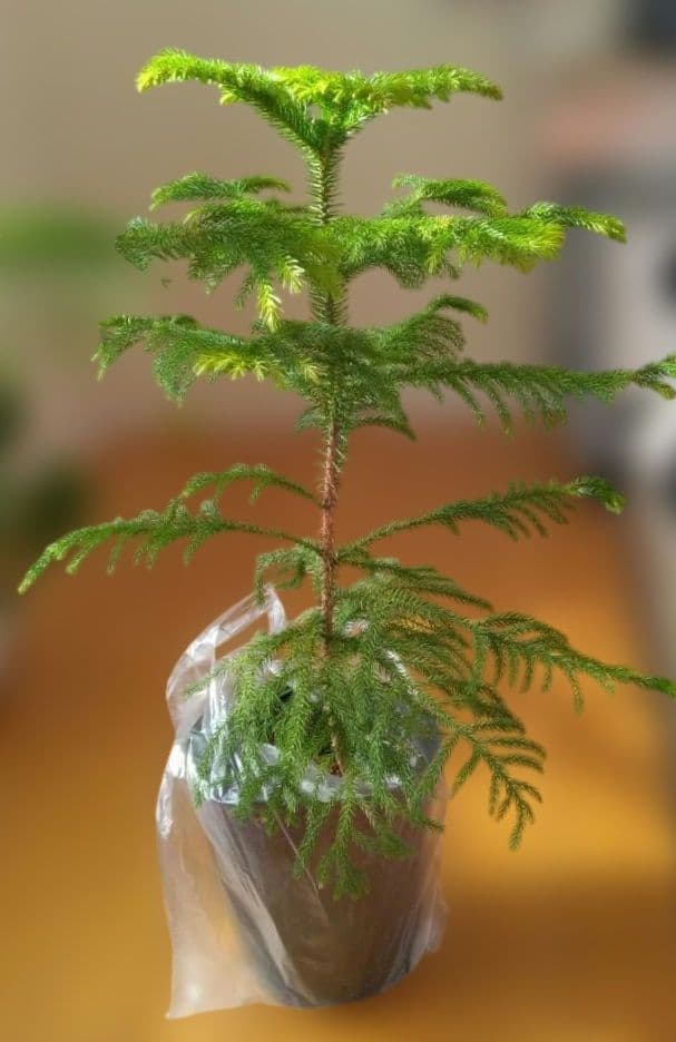 直接取引か着払　2株　アロカリア 苗木 南洋杉 大型180cm　日々成長中