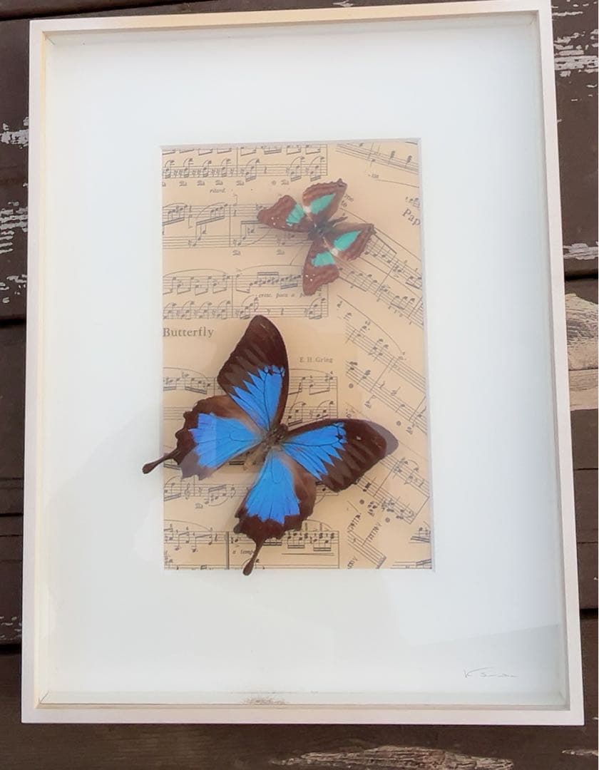 ドキソコパ・セラフィナ蝶の標本