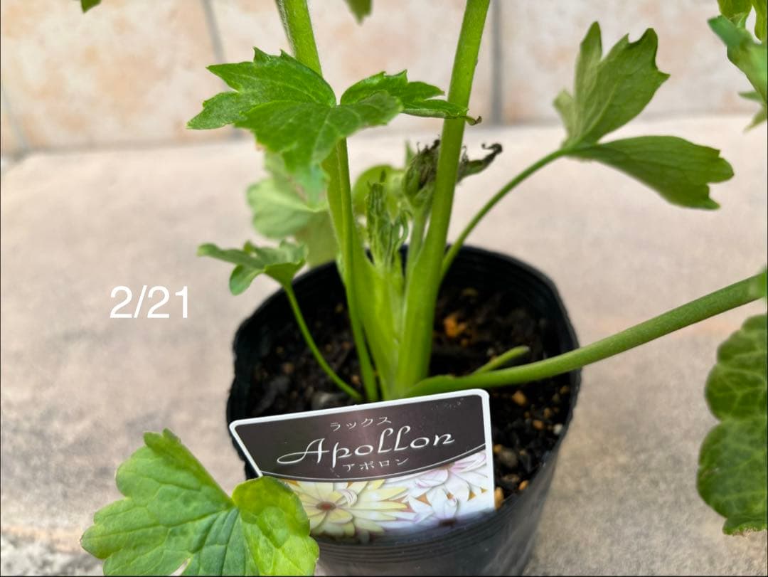 ラナンキュラスラックス苗　2品種　セット　新品種