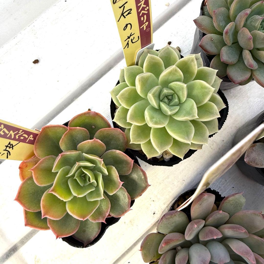 多肉植物 ミックスベリア