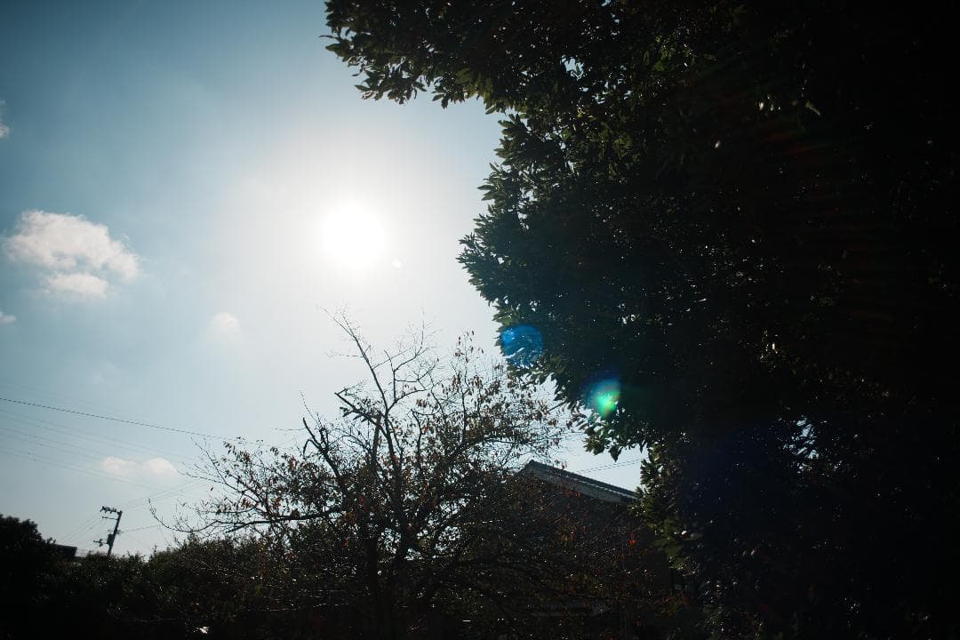 しっとりとした描写 Nikon AI Nikkor 24mm f2.8 228