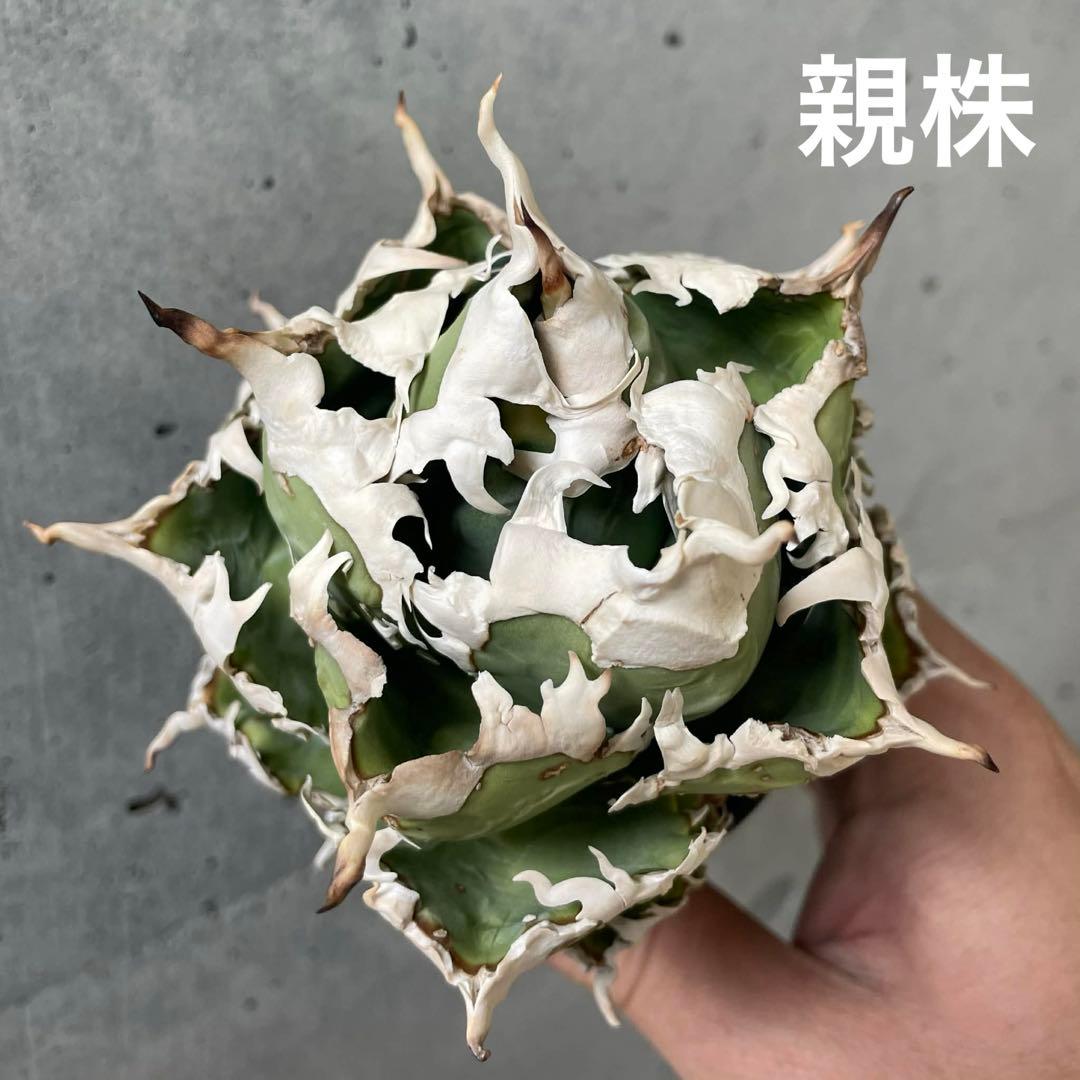 チタノタ　台湾ゴジラ　子株