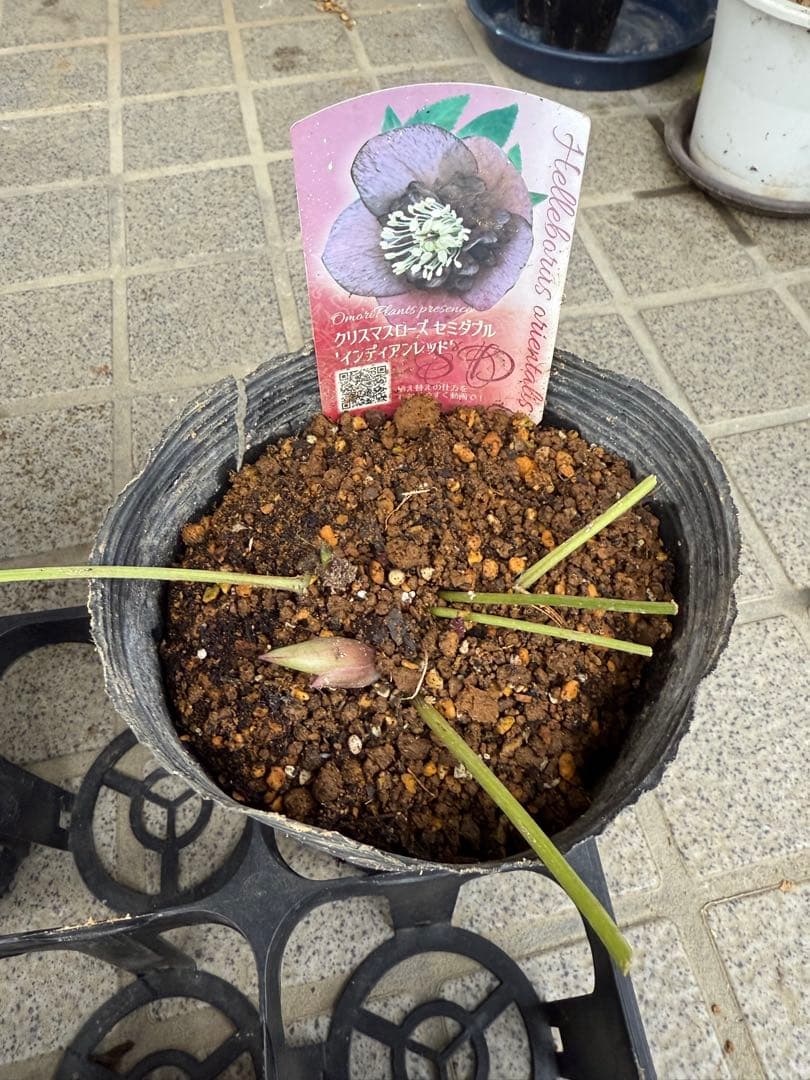 クリスマスローズ　セミダブルまとめ売り