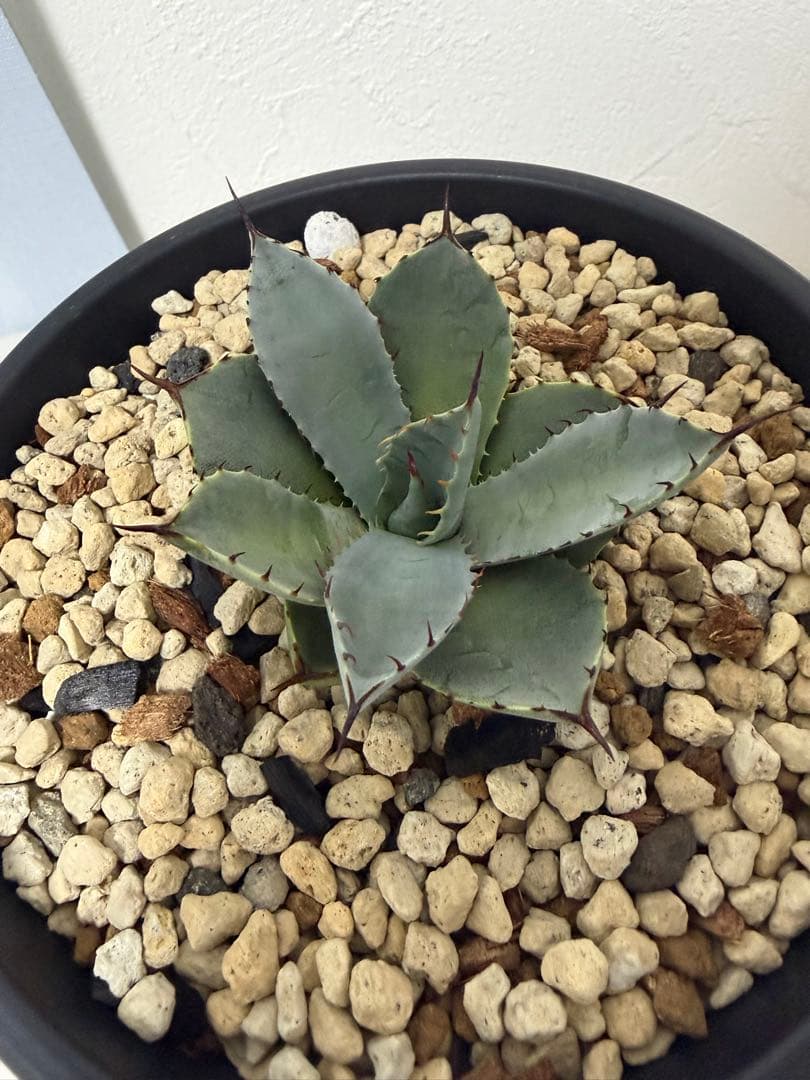 アガベ　姫吉祥天