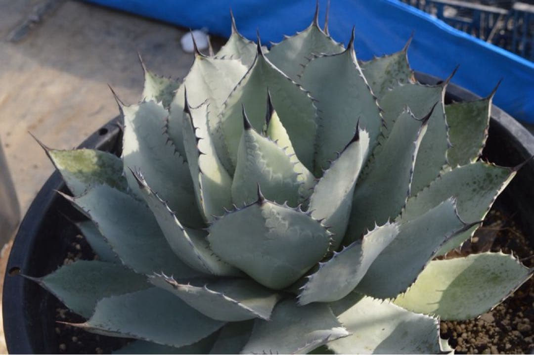 アガベ　姫吉祥天