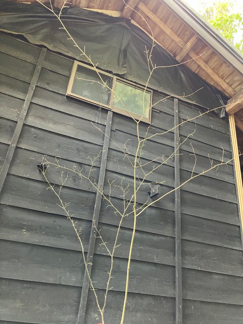 山採り　ウリカエデ　ヤマモミジ　混合株