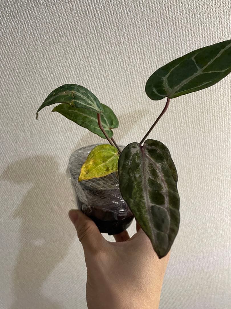 アンスリウム ミシェル ミュータント 変異レア個体 斑入り