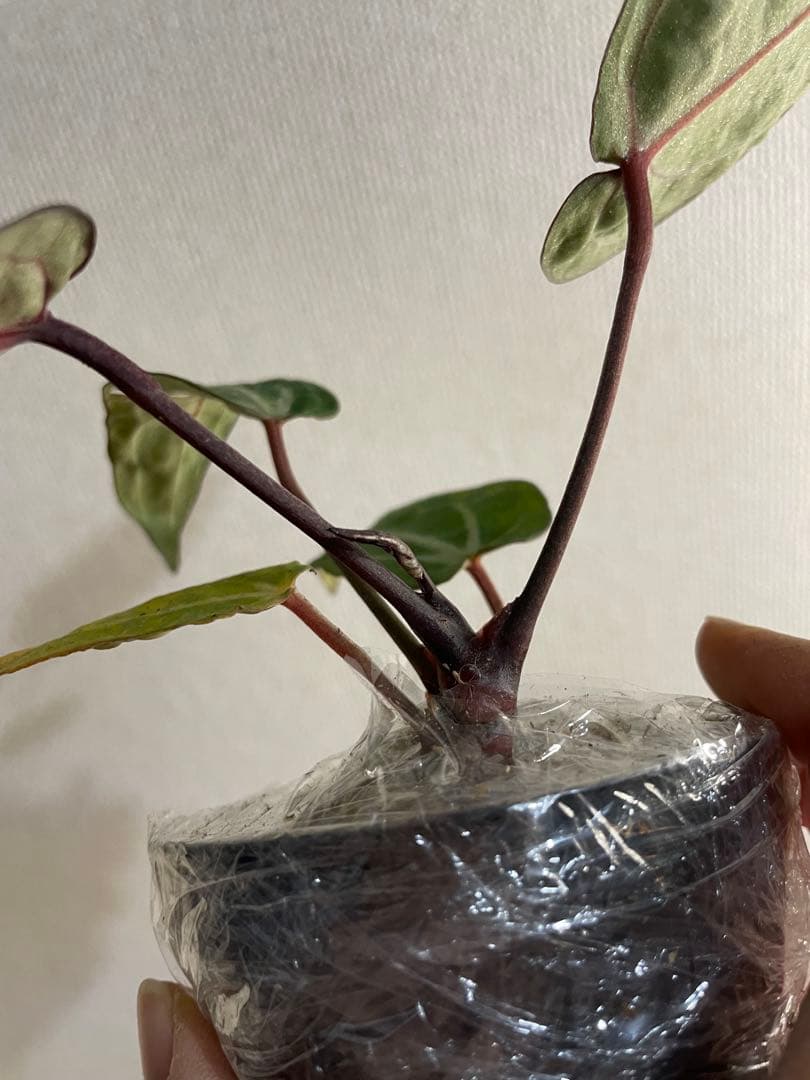 アンスリウム ミシェル ミュータント 変異レア個体 斑入り