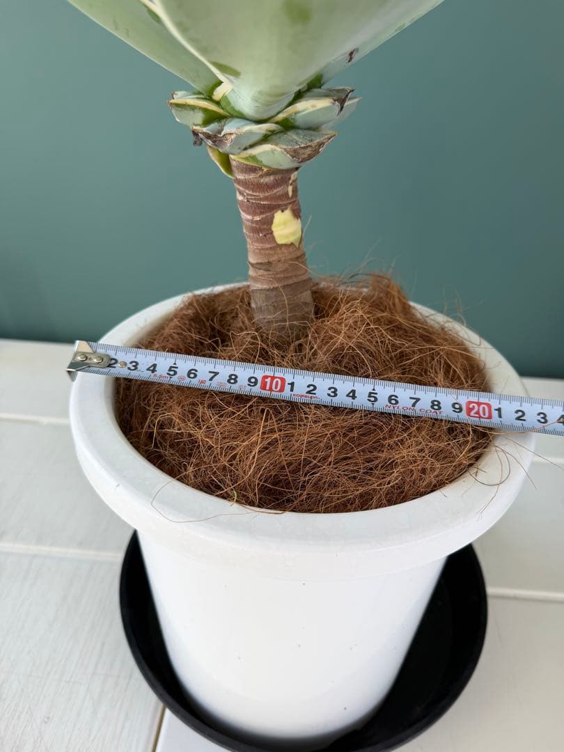 アガベ・アテナータ・レイオブライト / 大株 白覆輪 希少 レア