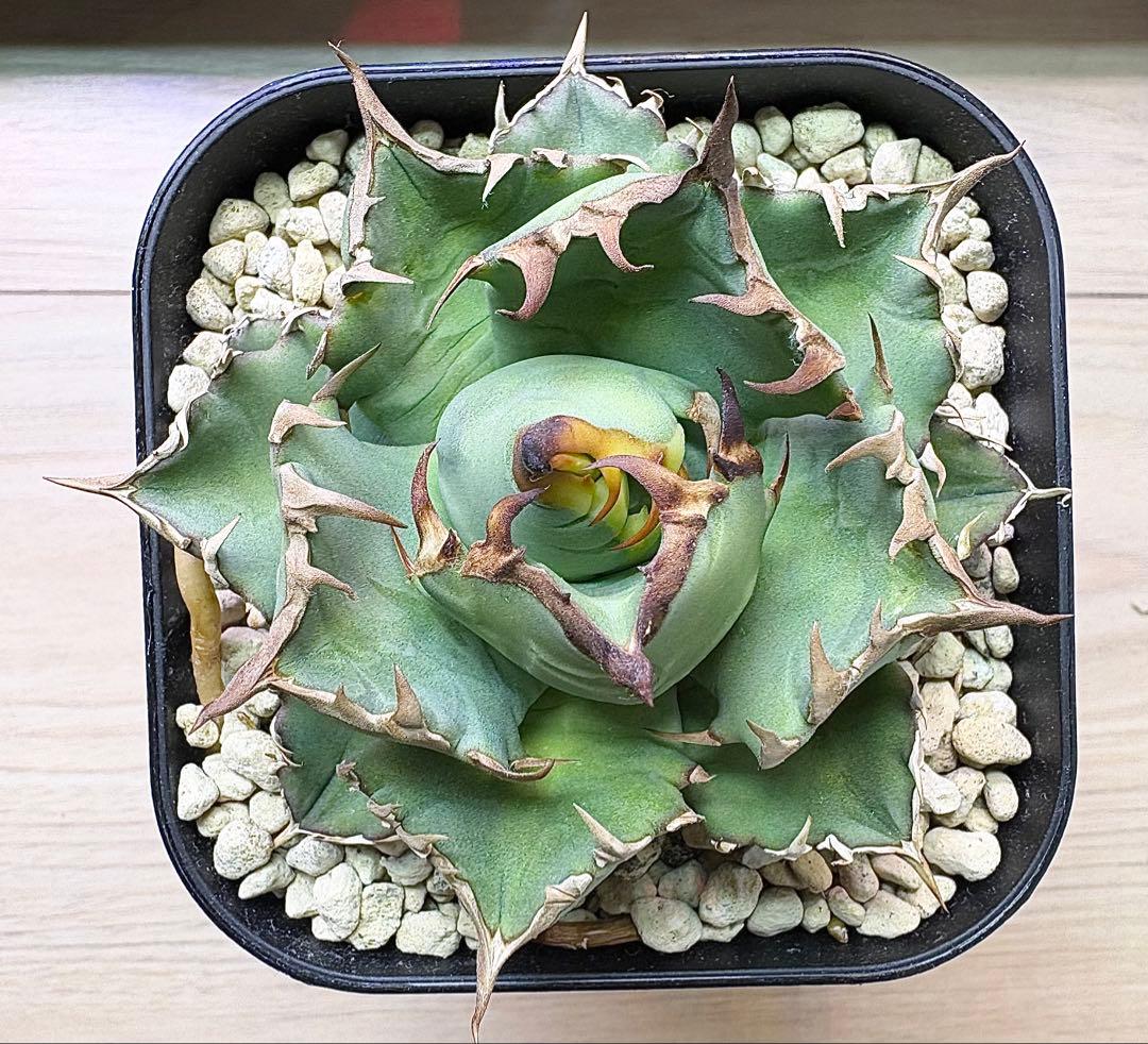 アガベ チタノタ 姫厳竜 【特選株・子株付】短葉・低重心・強棘 プレステラ105