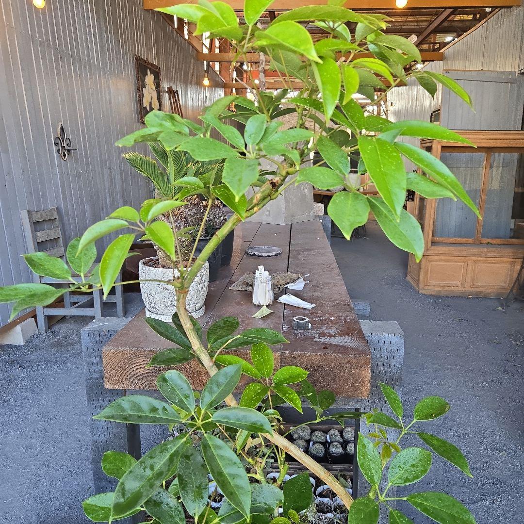 ⑤　シェフレラ　チェンマイ　曲がり仕立て8号特大苗木最高等級極上品‼️
