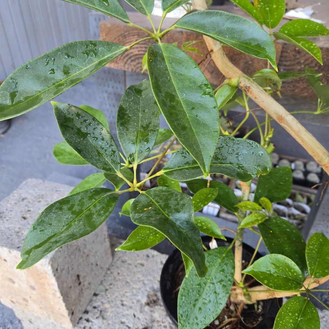 ⑤　シェフレラ　チェンマイ　曲がり仕立て8号特大苗木最高等級極上品‼️