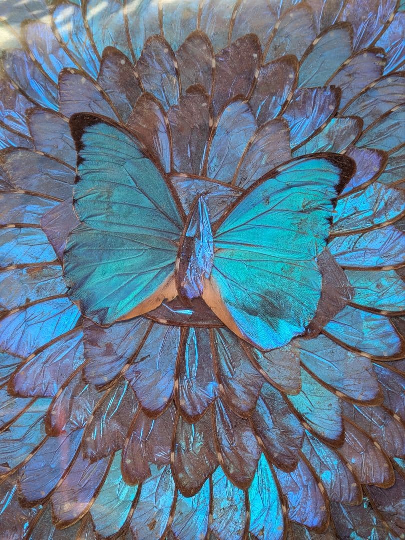 特大 極美☆神秘の輝き モルフォ蝶　美と幸運を招く一枚　Morpho 　標本