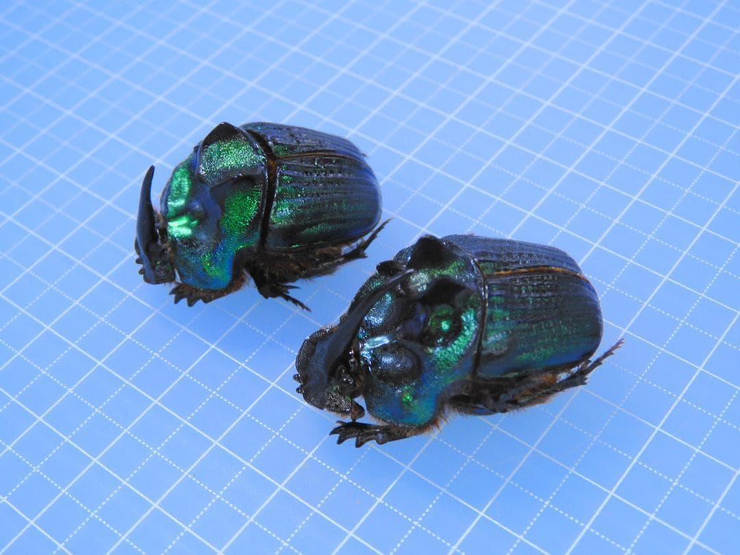 Coprophanaeus bonariensis　32mm 35mm