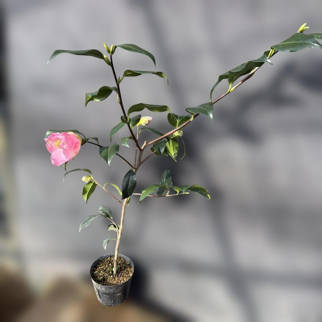 友久様ご確認苗楼蘭(ろうらん)と出雲紫