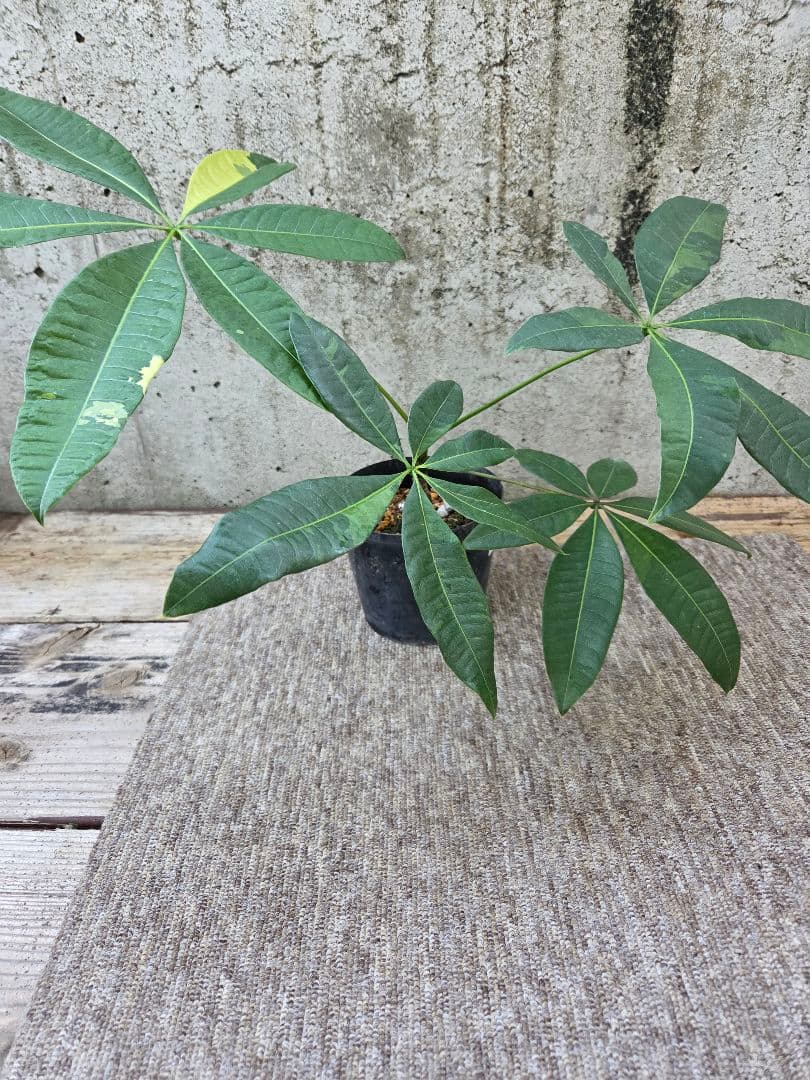 ま*ー様 パキラ　ムーンライト　実生苗